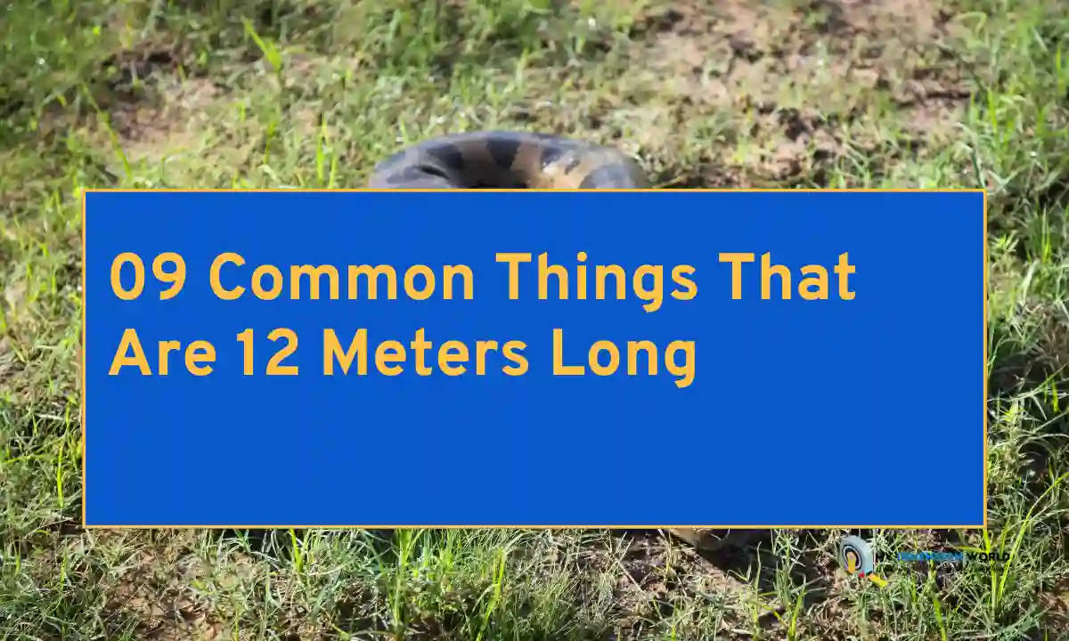 09 Common Things That Are 12 Meters Long