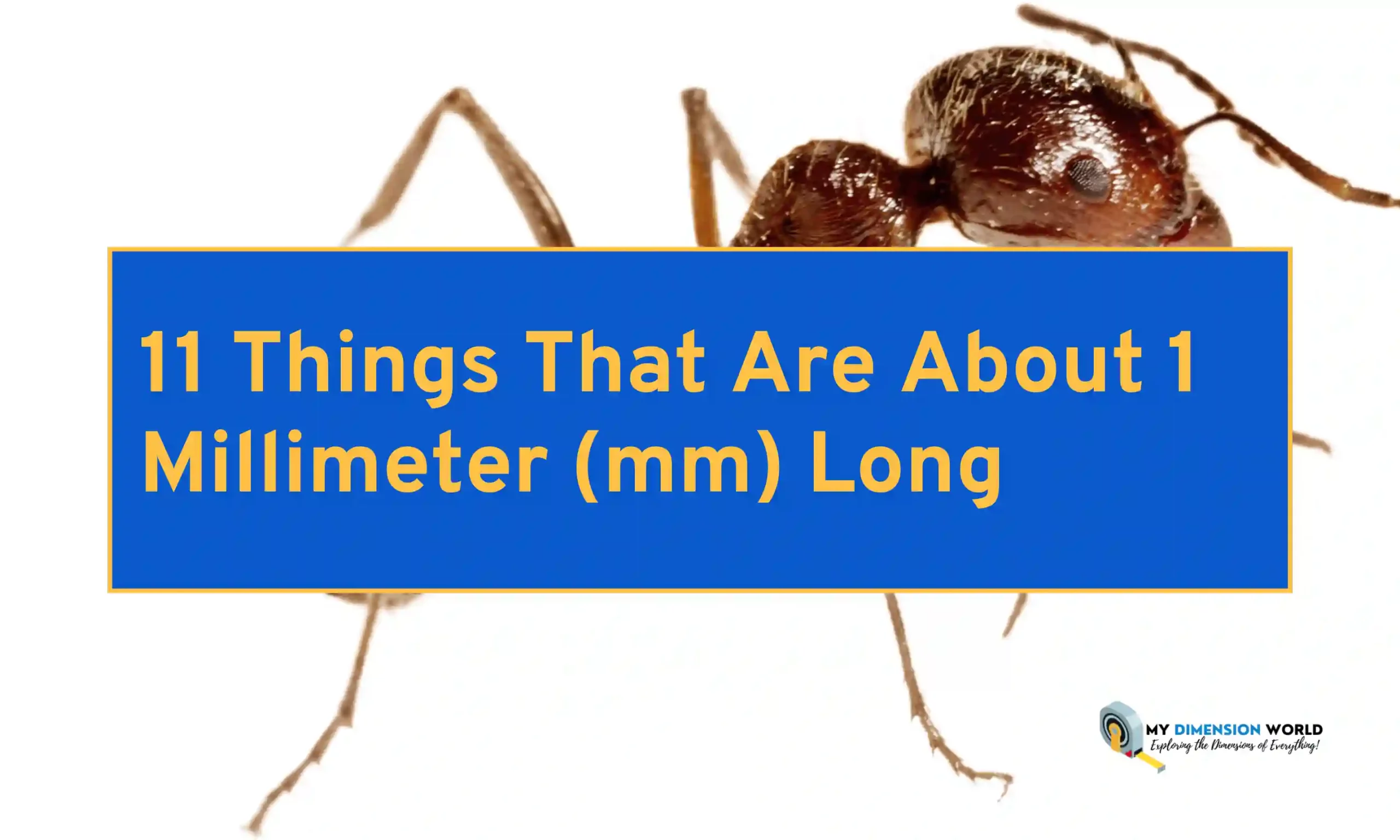 11 Things That Are About 1 Millimeter (mm) Long