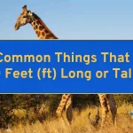 7 Common Things That Are 110 Meters (m) Long or Big (2)