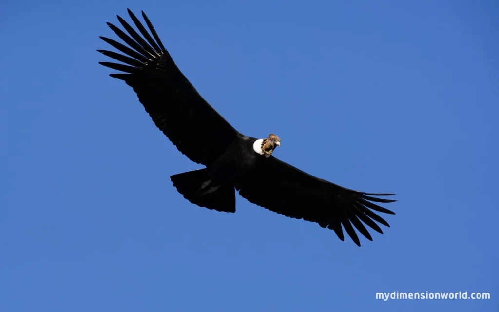 Andean Condor The King of the Sky