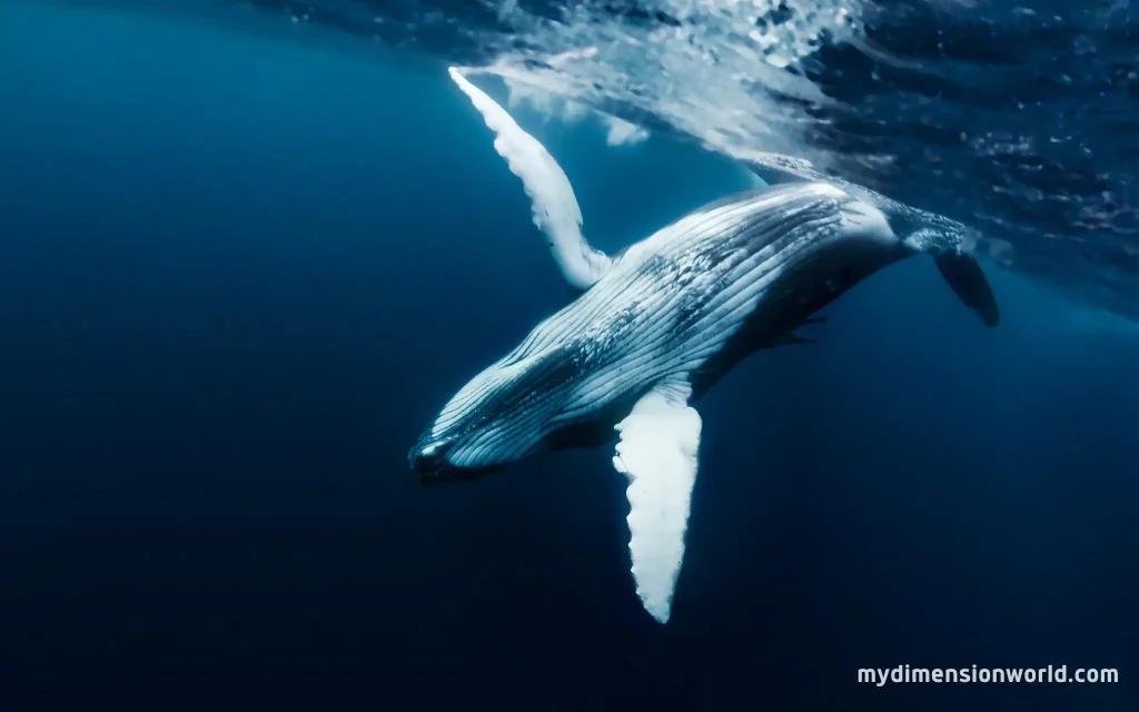 Twenty Blue Whale Lengths