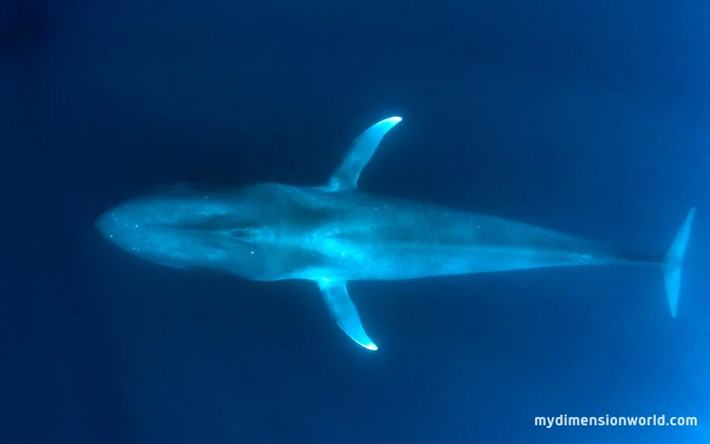 Blue Whale – The Largest Animal on Earth