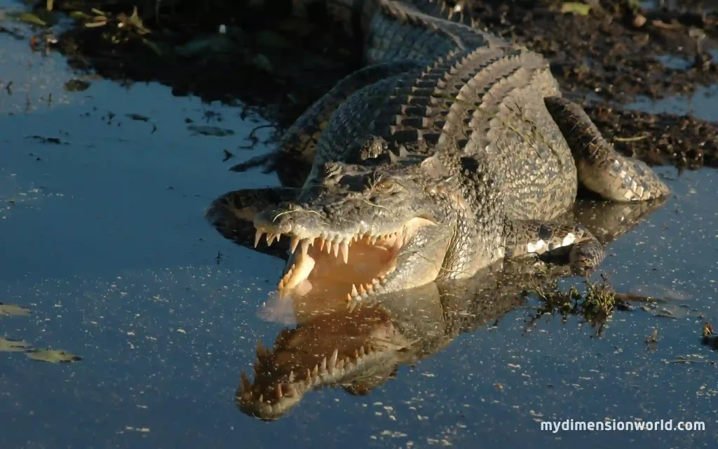Crocodile Lengths: The Apex Predator of the Water