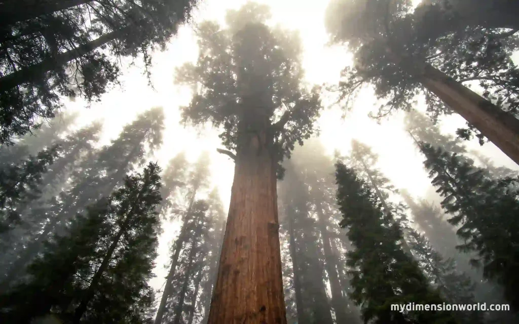 Giant Sequoia Trees: Living Monuments