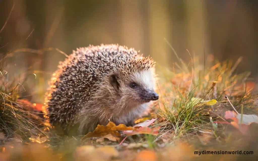 Hedgehogs: Cute and Spiky Creatures