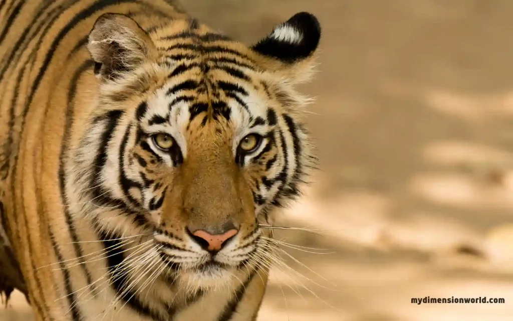 Male tiger