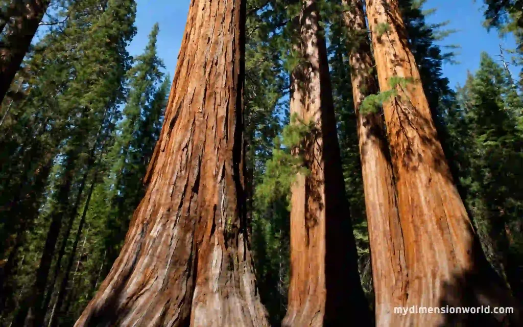 Sequoia Tree Trunk Diameter