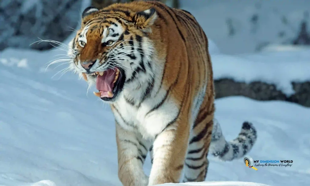 Siberian tiger
