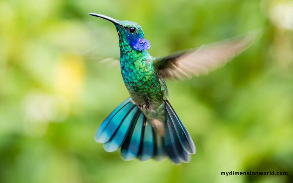 A hummingbird's beak
