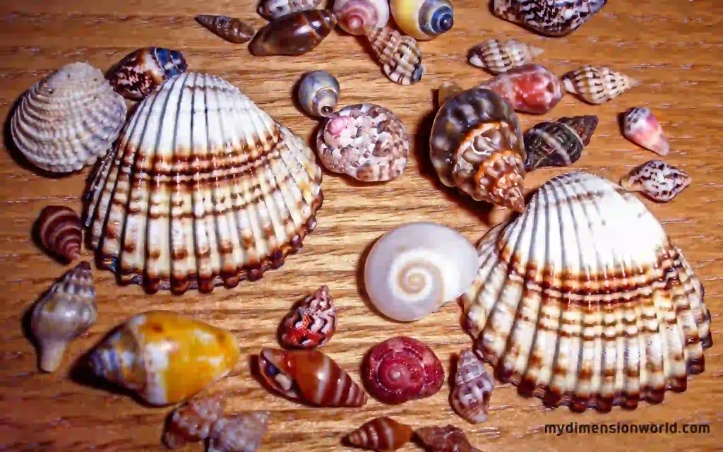 miniature seashell