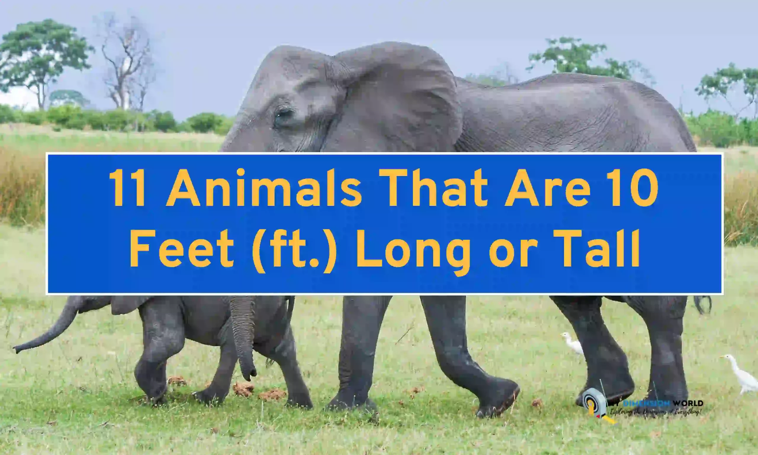 11 Animals That Are 10 Feet (ft.) Long or Tall