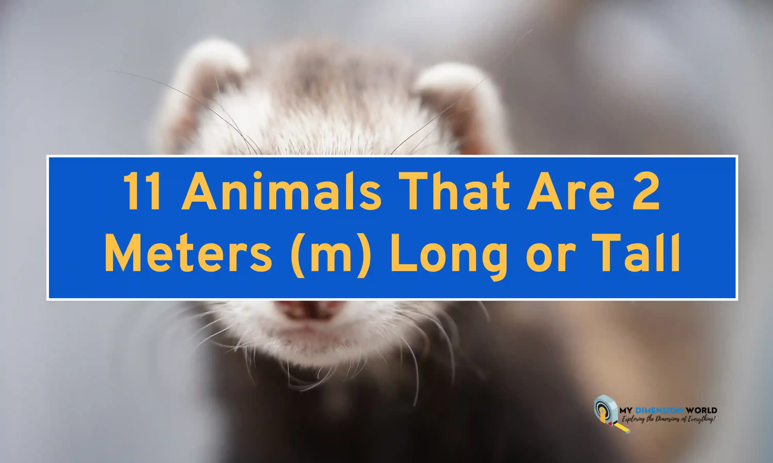 11 Animals That Are 2 Meters (m) Long or Tall