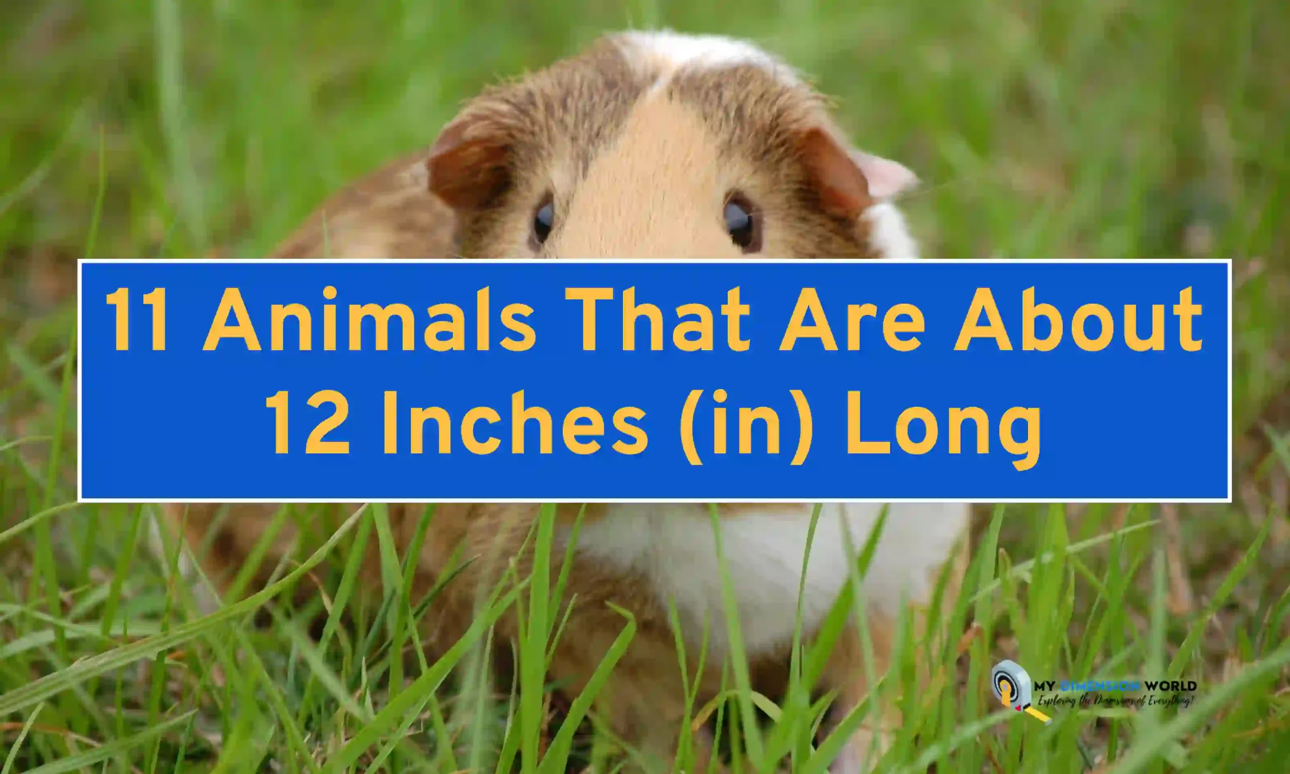 11 Animals That Are About 12 Inches (in) Long