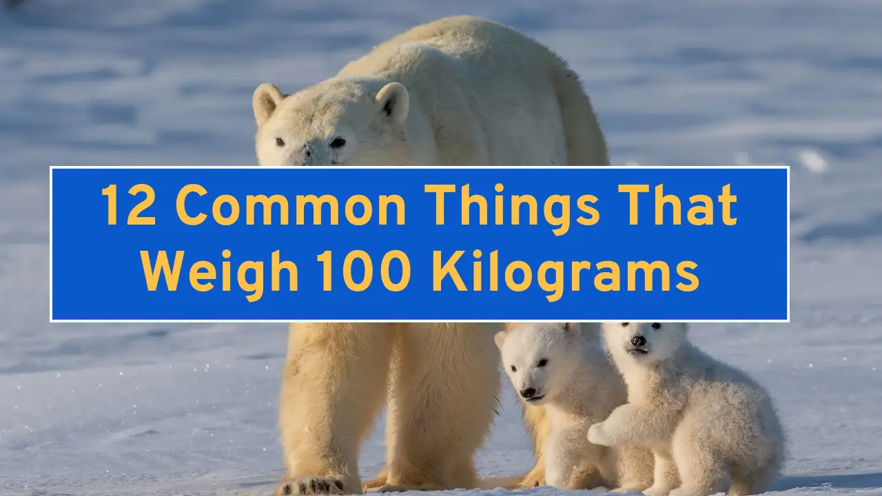 12 Common Things That Weigh 100 Kilograms